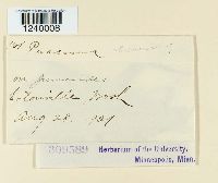 Puccinia obscura image