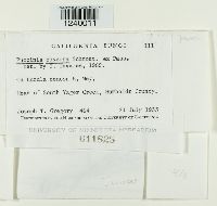 Puccinia obscura image