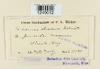 Puccinia obscura image