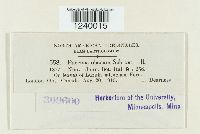 Puccinia obscura image