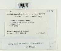 Puccinia obscura image