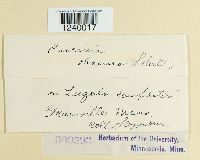 Puccinia obscura image