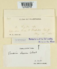 Puccinia obscura image