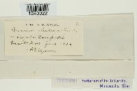 Puccinia obscura image