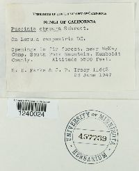 Puccinia obscura image