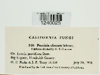 Puccinia obscura image