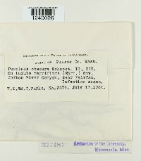 Puccinia obscura image