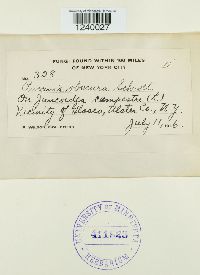 Puccinia obscura image