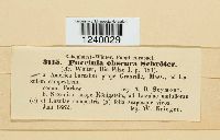 Puccinia obscura image