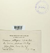 Puccinia punctiformis image