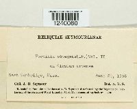 Puccinia punctiformis image