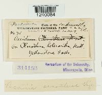 Puccinia oenotherae image