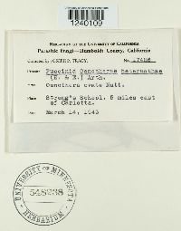 Puccinia oenotherae image