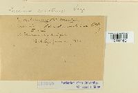 Puccinia oenotherae image