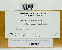 Puccinia oenotherae image