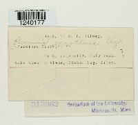 Puccinia oenotherae image