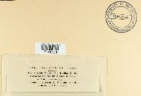 Puccinia orbicula image