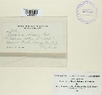 Puccinia orbicula image