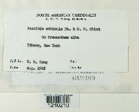 Puccinia orbicula image