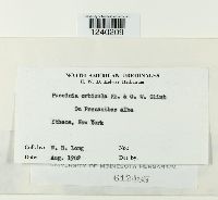 Puccinia orbicula image