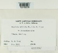 Puccinia orbicula image