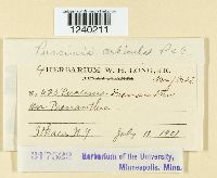 Puccinia orbicula image