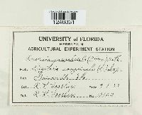 Puccinia patruelis image