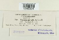 Puccinia patruelis image