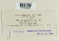 Puccinia patruelis image