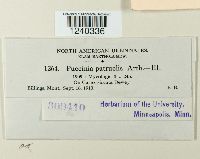 Puccinia patruelis image