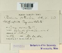 Puccinia patruelis image