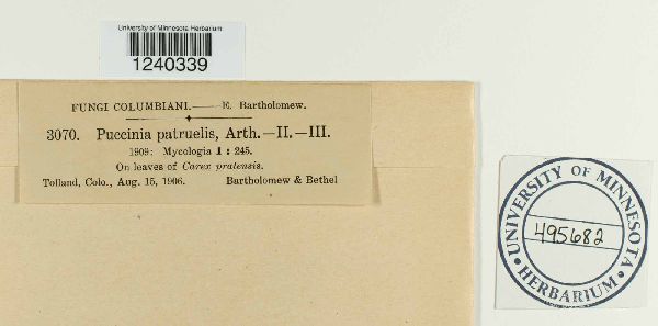 Puccinia patruelis image
