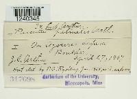 Puccinia patruelis image