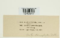 Puccinia patruelis image