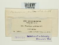 Puccinia patruelis image