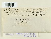 Puccinia patruelis image