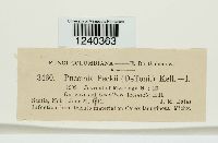 Puccinia peckii image