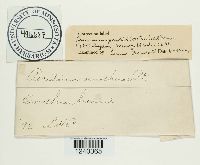 Puccinia peckii image