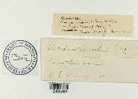 Puccinia peckii image