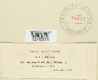 Puccinia peckii image