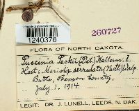 Puccinia peckii image