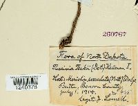 Puccinia peckii image