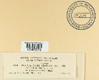 Puccinia peckii image