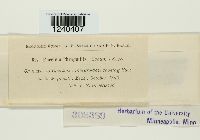 Puccinia phragmitis image