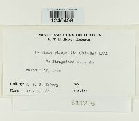 Puccinia phragmitis image