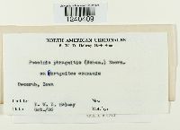 Puccinia phragmitis image