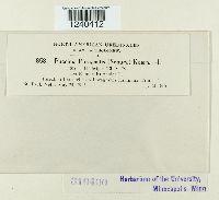 Puccinia phragmitis image