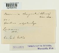 Puccinia phragmitis image