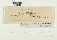 Puccinia phragmitis image