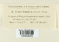 Puccinia phragmitis image